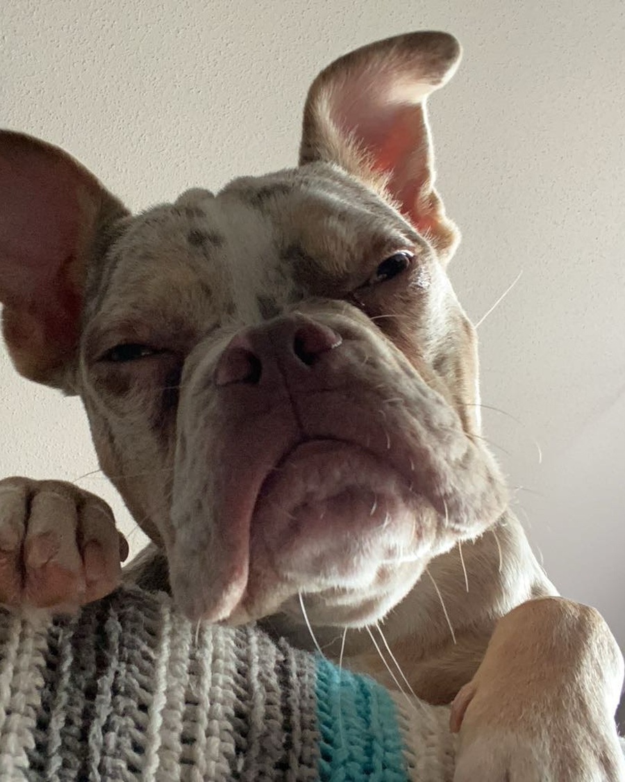 Artemis, the merle bulldog