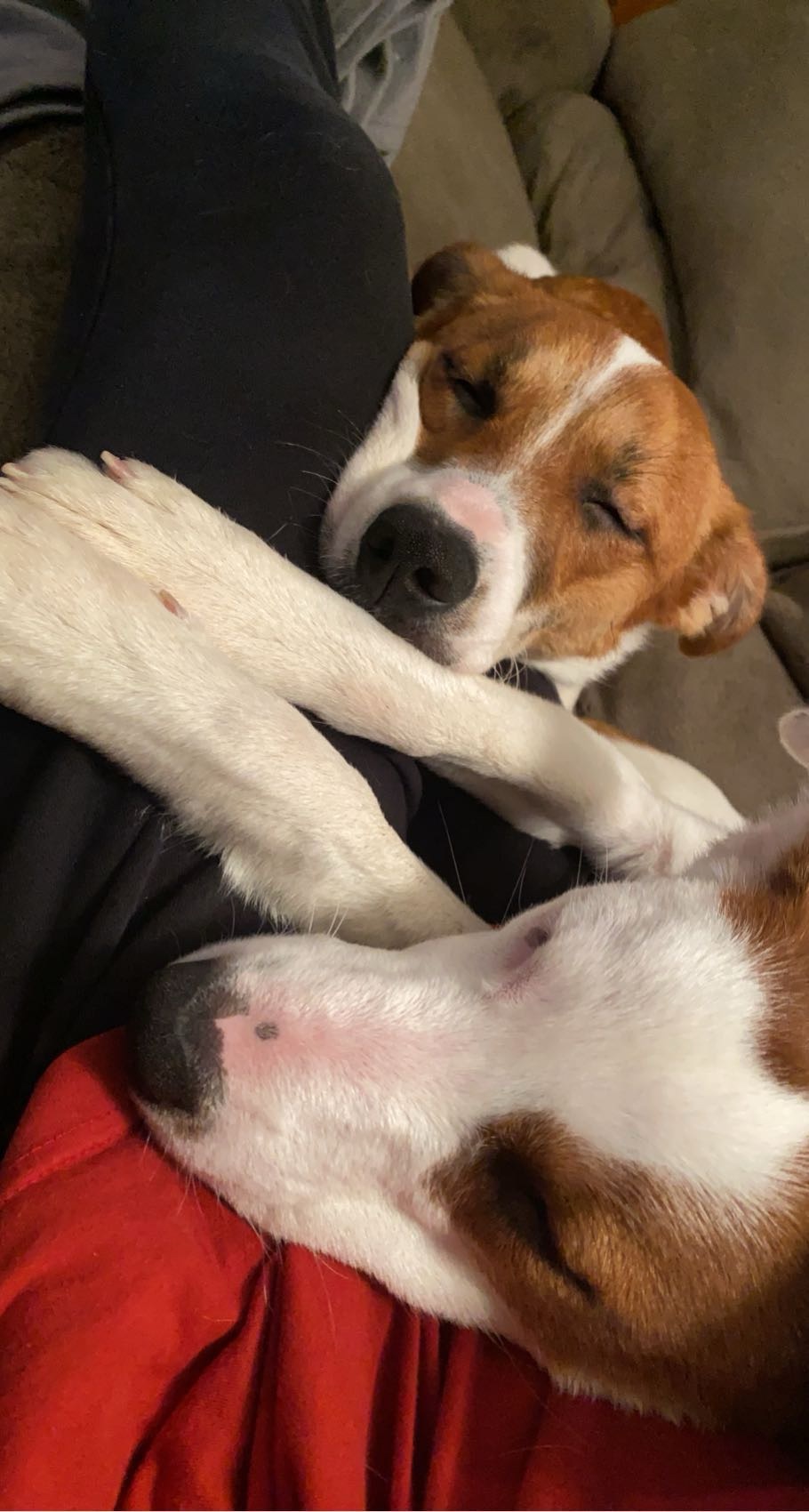 Blossom and Ollie, littermates, sleeping curled up together
