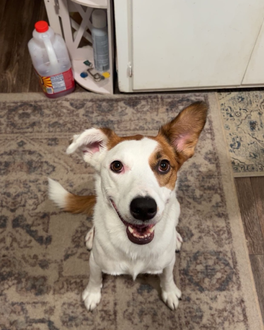 Blossom, the mostly white dog