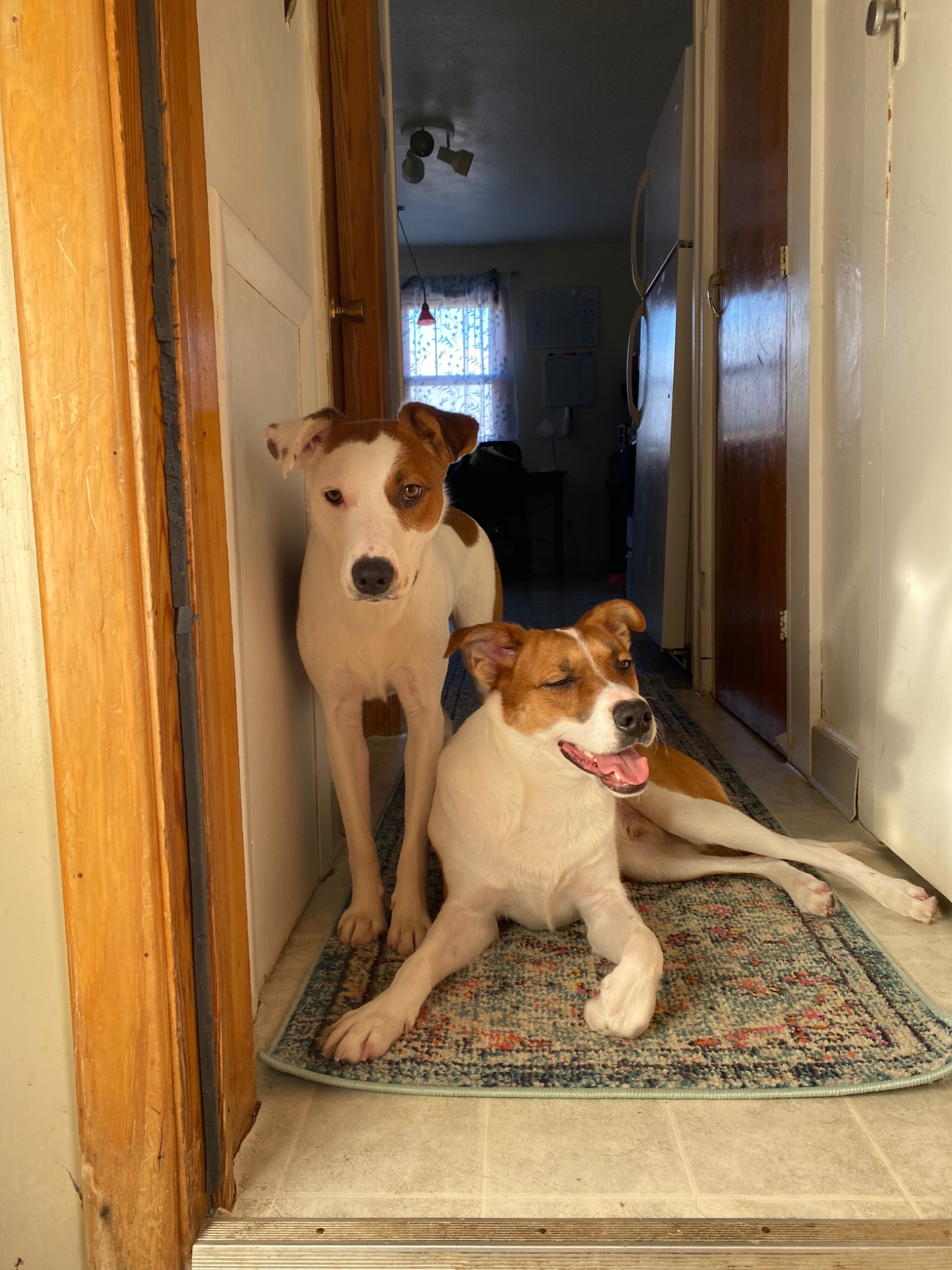 Two dogs in warm light
