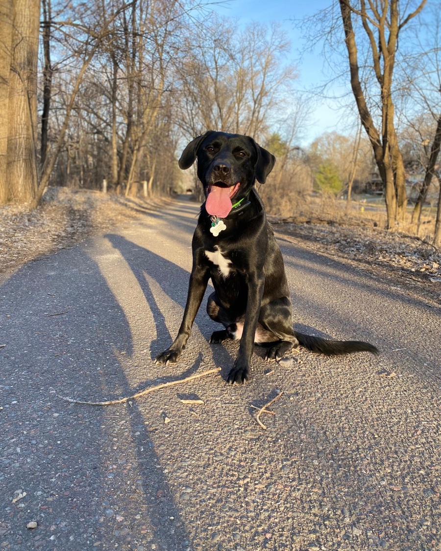Moon, the black lab