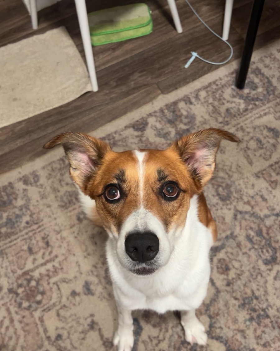 Ollie, the mostly red and white dog