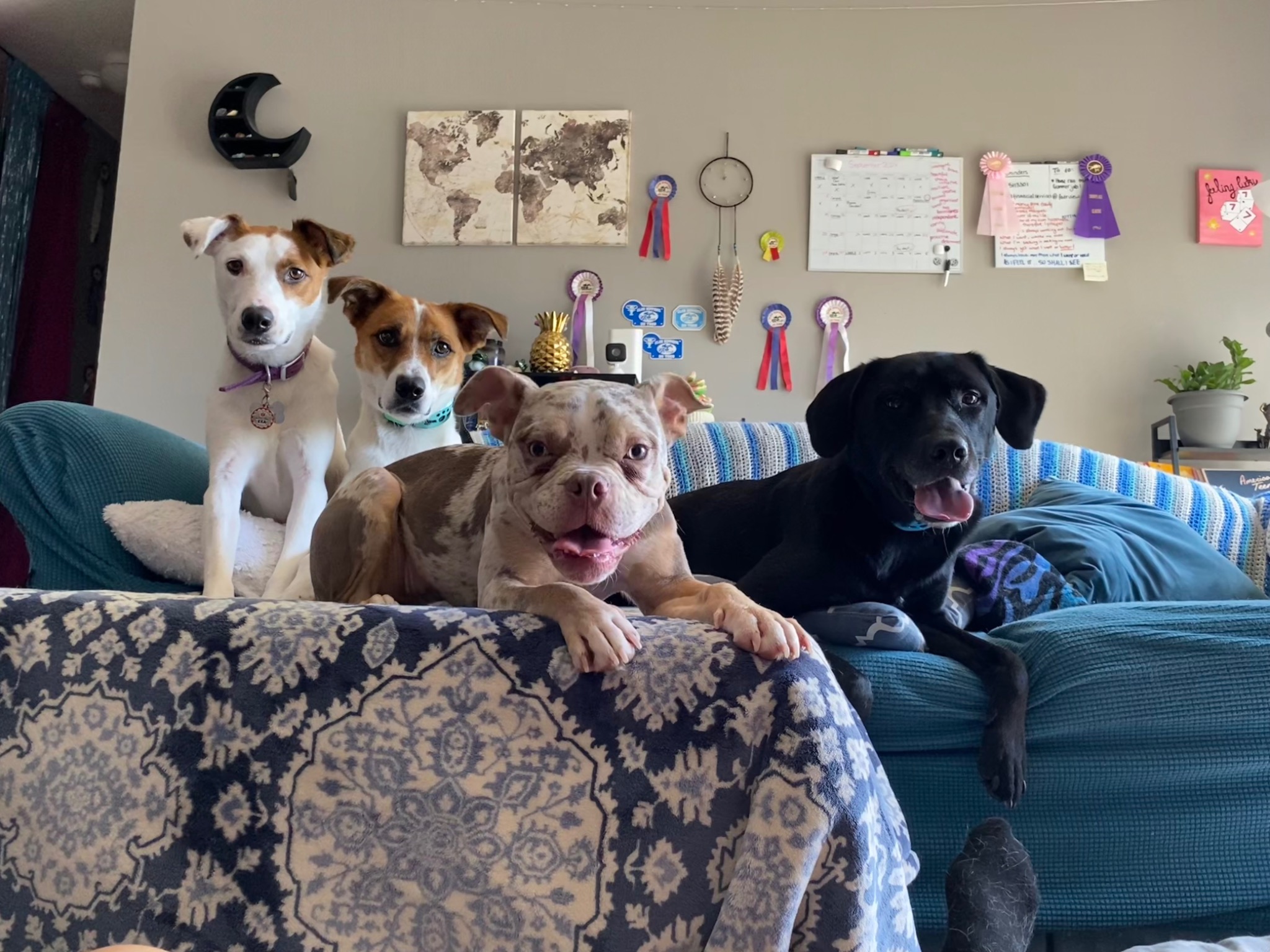 Four rescue dogs together