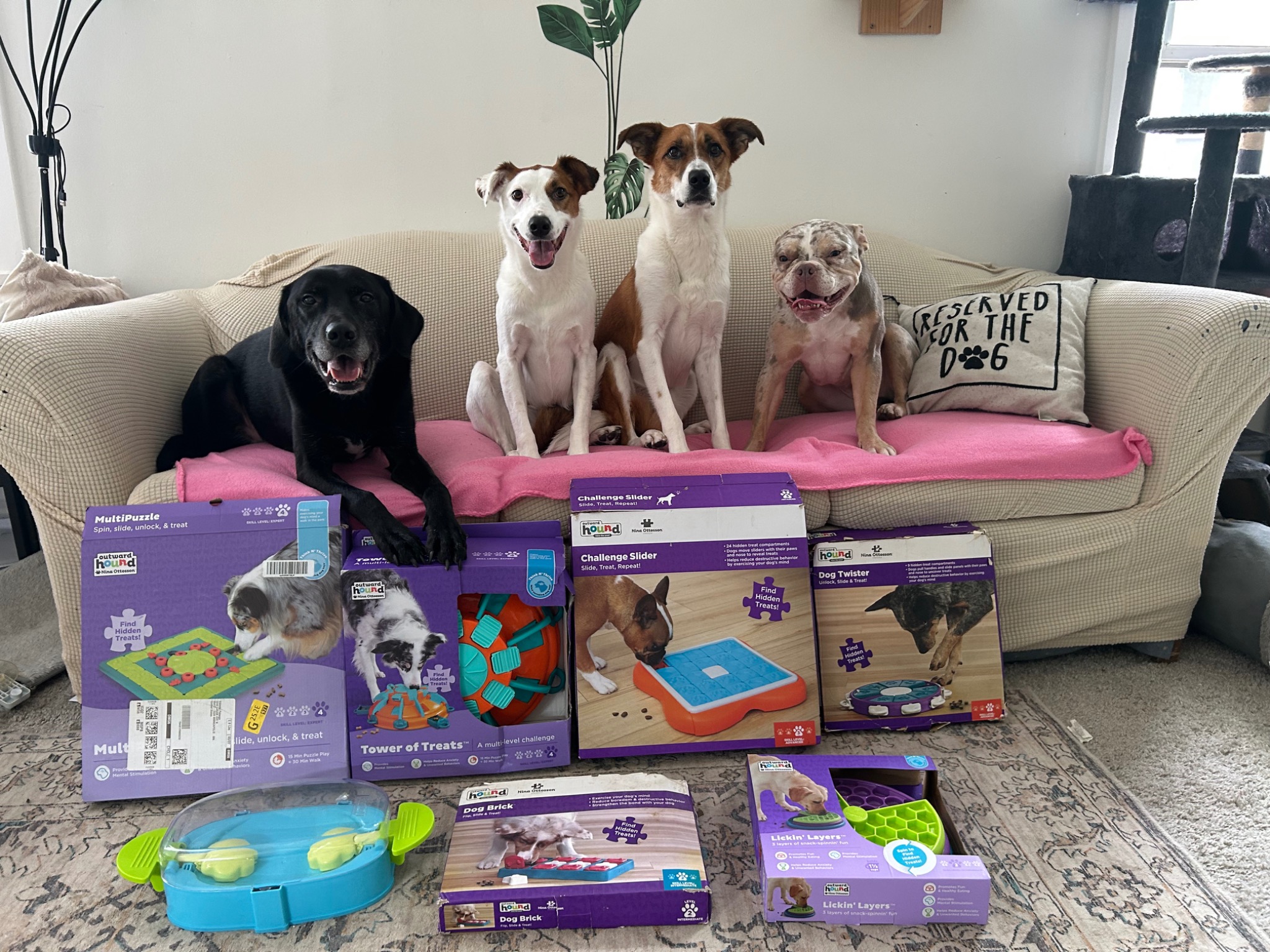 Four dogs with enrichment products