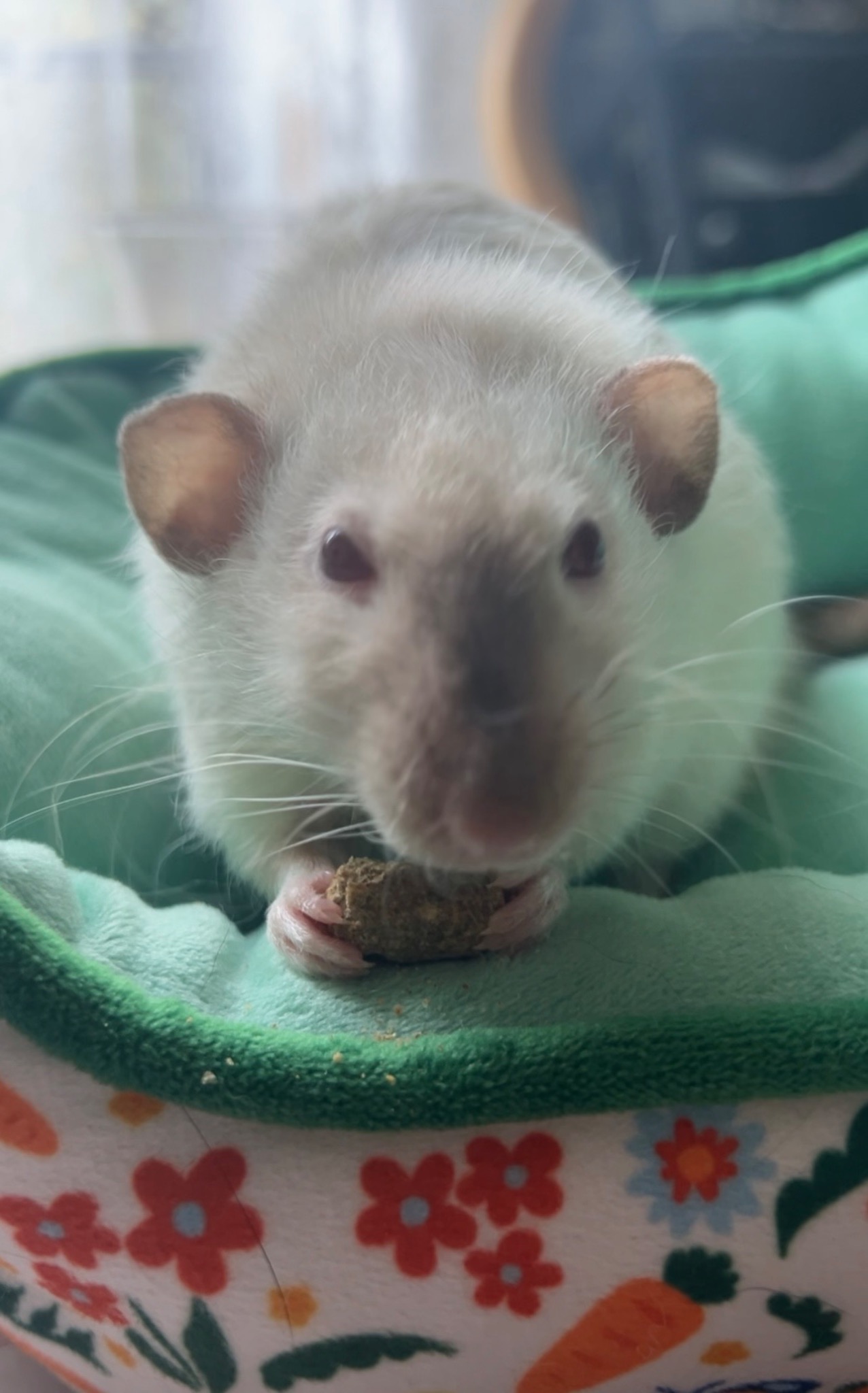 Close-up pet rat