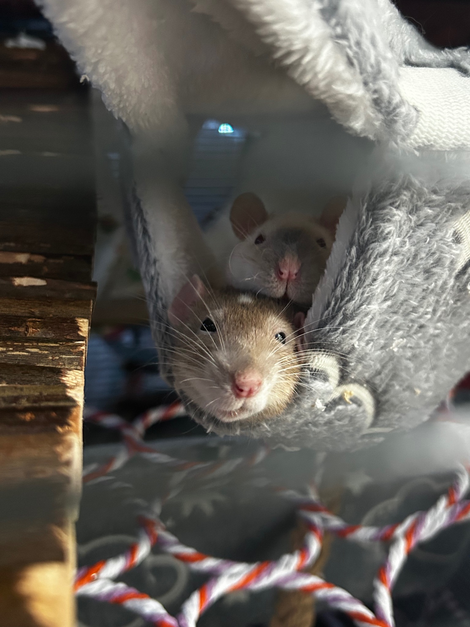 Pet rats