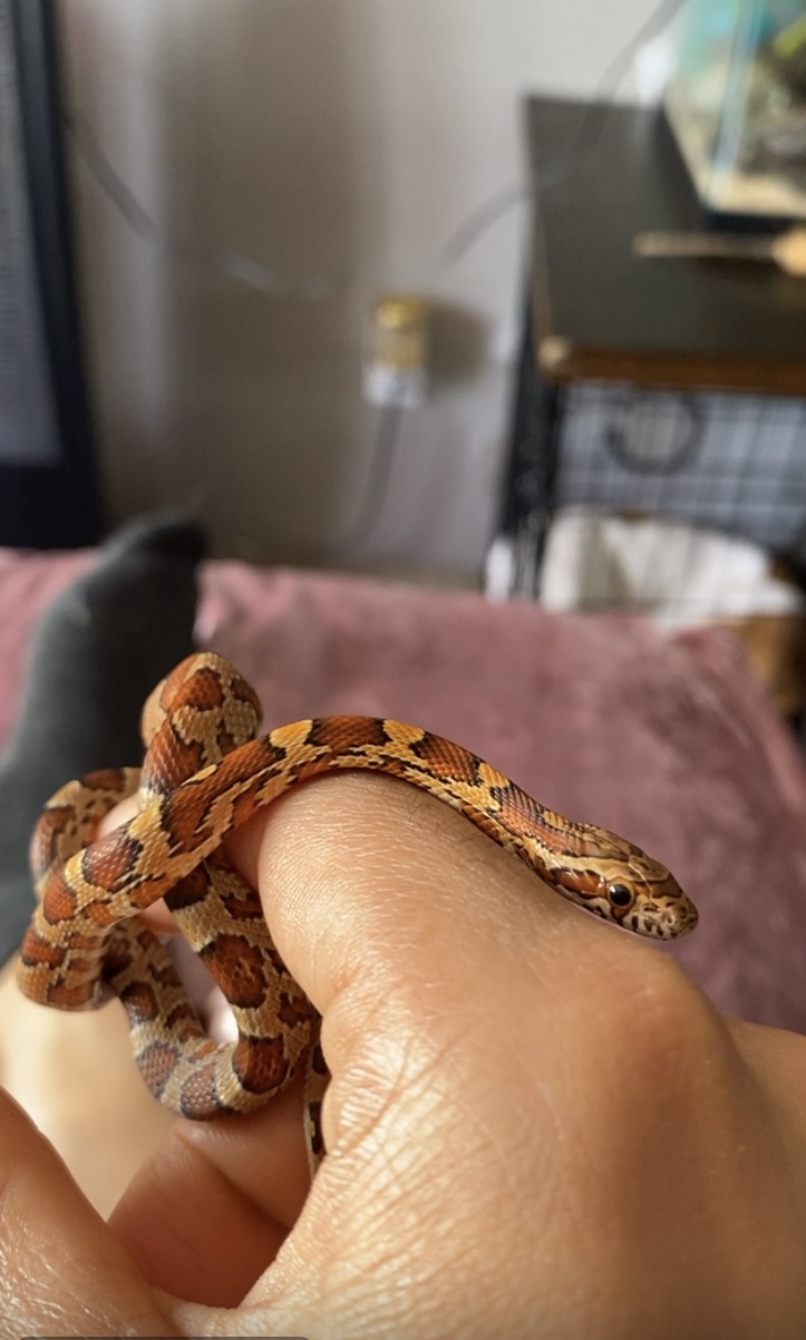 Small snake on a hand