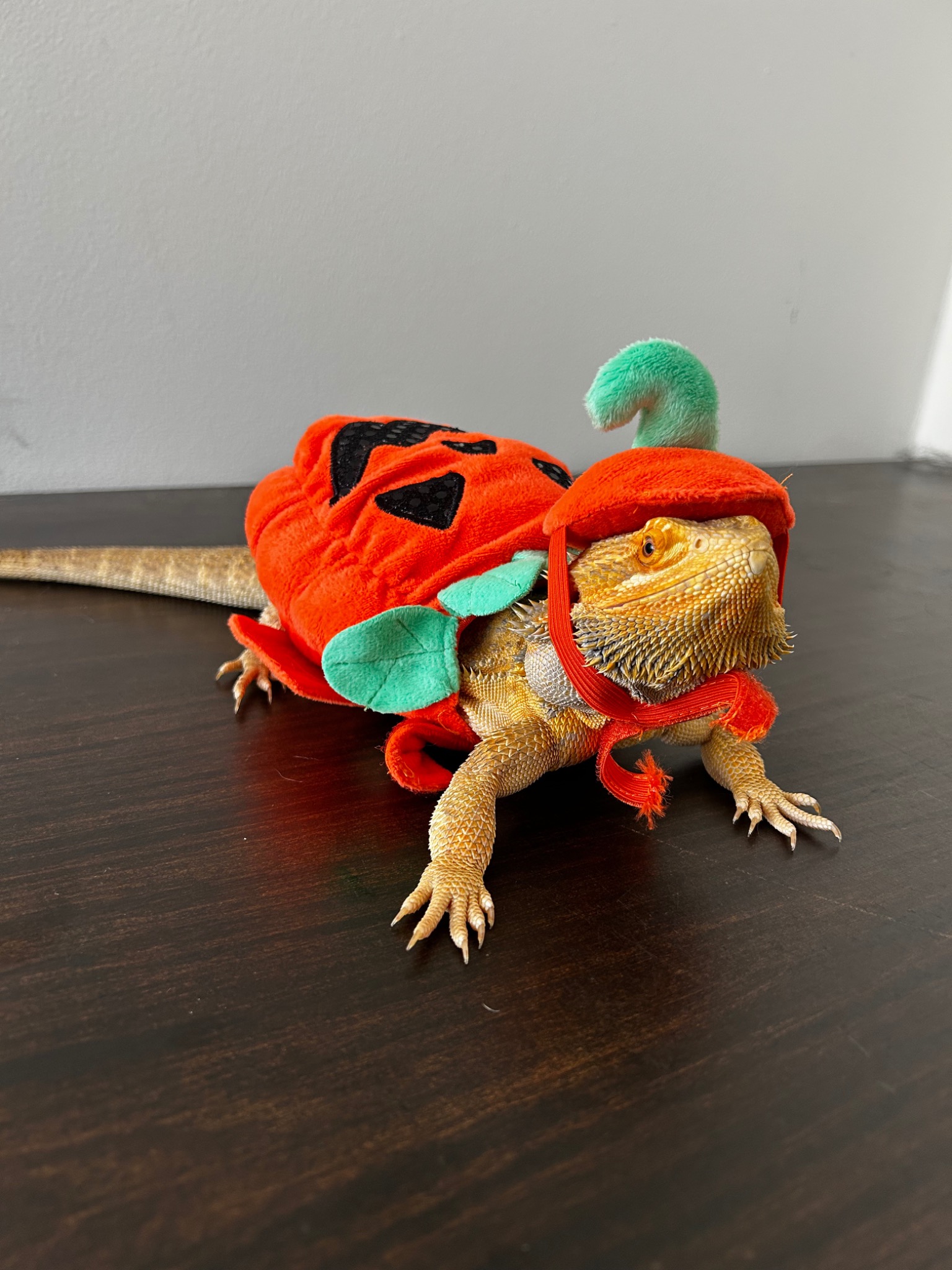 Bearded dragon in costume