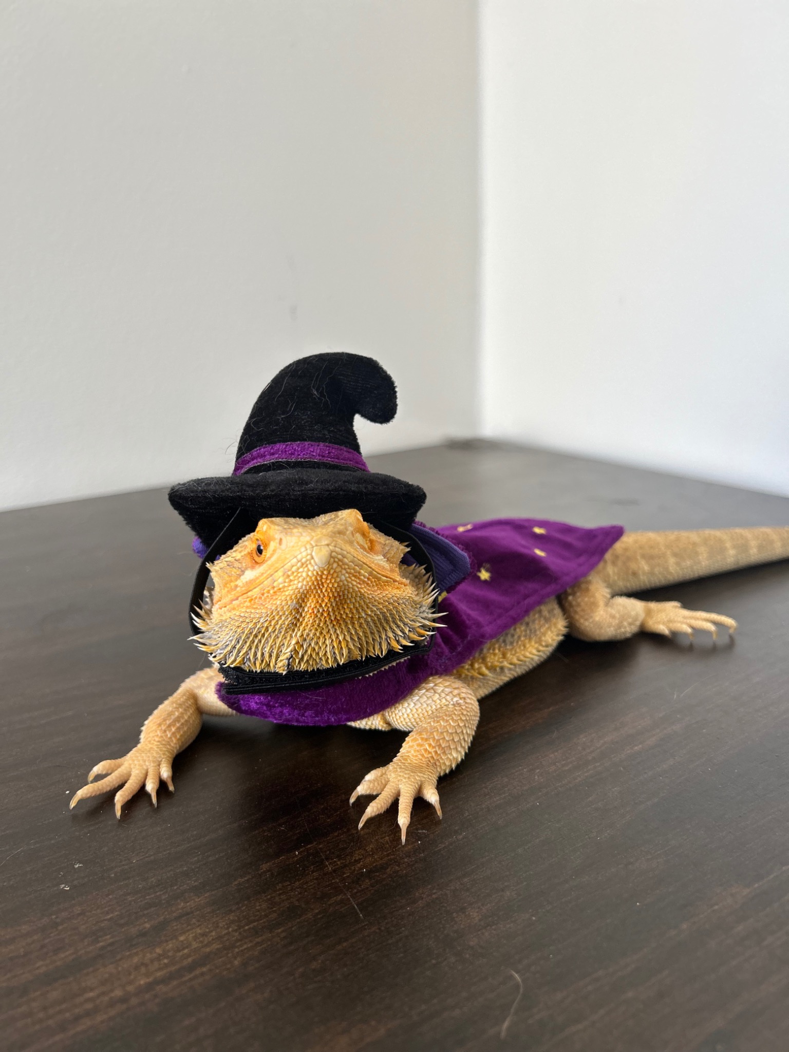 Bearded dragon in costume
